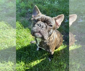 Mother of the French Bulldog puppies born on 12/12/2025