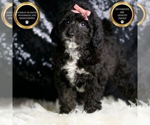 Goldendoodle (Miniature) Puppy for sale in WARSAW, IN, USA