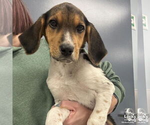 Mutt Dogs for adoption in Washington, DC, USA