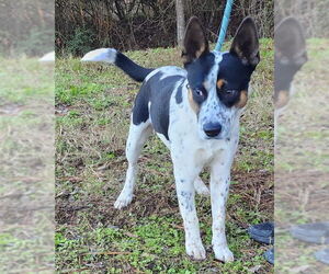 Mutt Dogs for adoption in Wetumpka, AL, USA