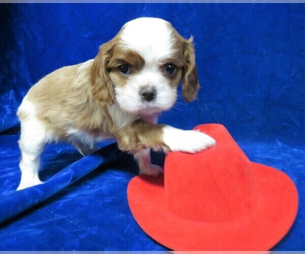 Medium Photo #2 Cavalier King Charles Spaniel Puppy For Sale in NORWOOD, MO, USA
