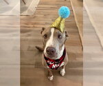 Small #1 American Staffordshire Terrier