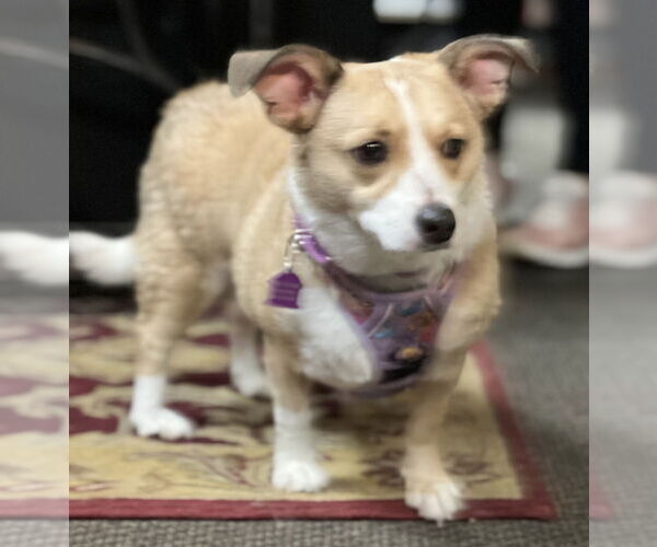 Medium Photo #1 Chihuahua-Unknown Mix Puppy For Sale in Mundelein, IL, USA