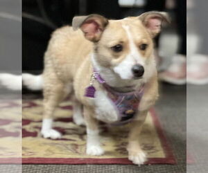 Chihuahua-Unknown Mix Dogs for adoption in Mundelein, IL, USA