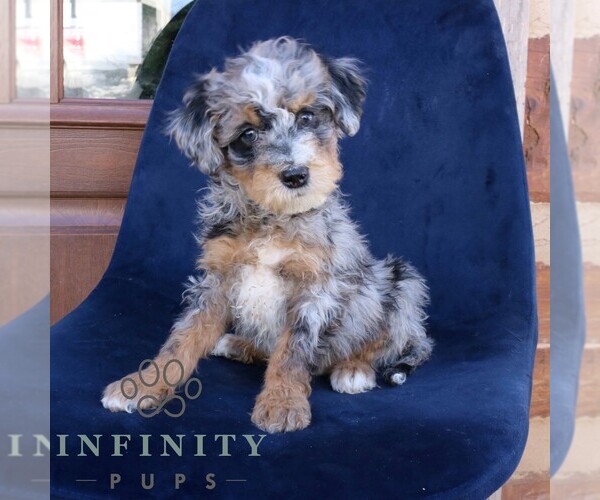 Medium Photo #2 Bernedoodle (Miniature) Puppy For Sale in NARVON, PA, USA