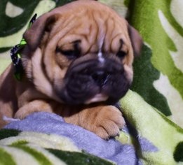 Bulldog Puppy for sale in QUARRYVILLE, PA, USA