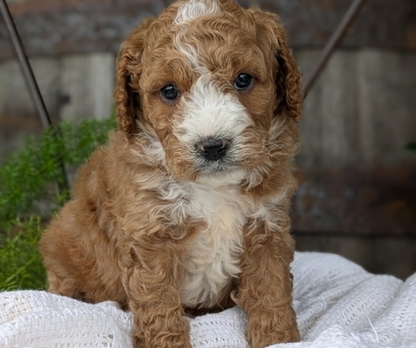 Medium Photo #57 Cavapoo Puppy For Sale in GOSHEN, IN, USA