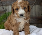 Small Photo #57 Cavapoo Puppy For Sale in GOSHEN, IN, USA