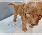 Small Photo #3 Goldendoodle Puppy For Sale in SCAPPOOSE, OR, USA
