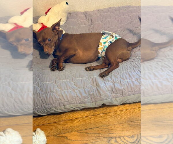 Medium Photo #4 Chiweenie Puppy For Sale in New London, WI, USA