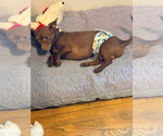 Small #3 Chiweenie