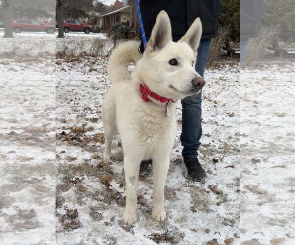Medium Photo #12 Huskies -Unknown Mix Puppy For Sale in Crystal, MN, USA