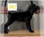 Puppy Vax Cane Corso