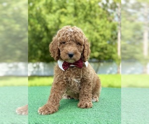 Goldendoodle Puppy for sale in FROSTPROOF, FL, USA