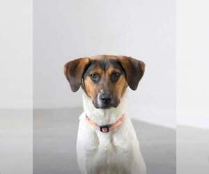 Mutt Dogs for adoption in SHERBURNE, NY, USA