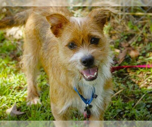 Medium Photo #1 Care-Tzu Puppy For Sale in Tallahassee, FL, USA