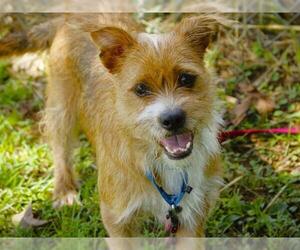 Care-Tzu Dogs for adoption in Tallahassee, FL, USA