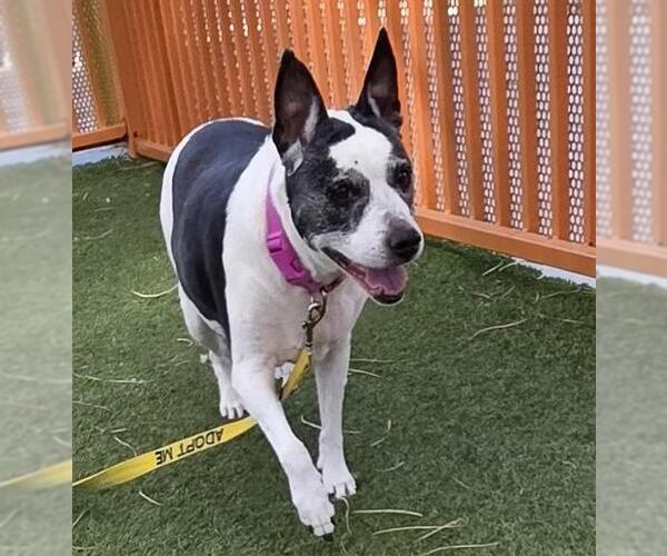 Medium Photo #1 Mutt Puppy For Sale in Las Vegas, NV, USA