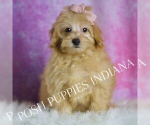 Medium Maltipoo (Miniature)