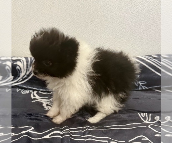 Medium Photo #2 Pomeranian Puppy For Sale in BELTON, MO, USA