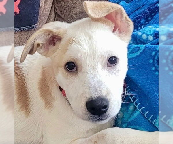 Medium Photo #5 Mutt Puppy For Sale in Canton, CT, USA