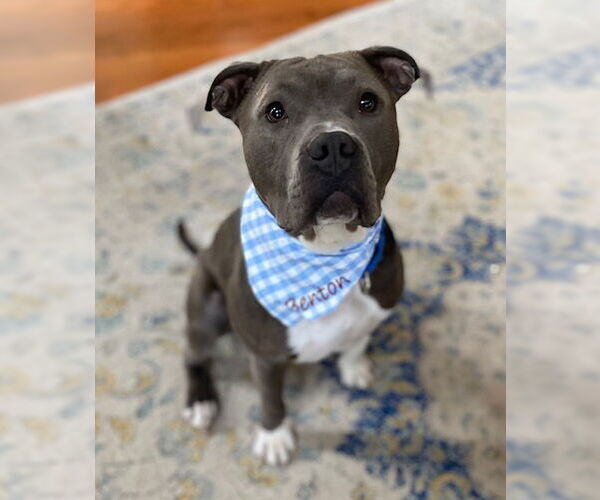 Medium Photo #1 American Pit Bull Terrier-Unknown Mix Puppy For Sale in Chestertown, MD, USA