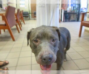 American Pit Bull Terrier Dogs for adoption in Ocala, FL, USA
