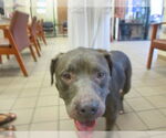 Small American Pit Bull Terrier