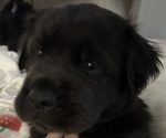 Puppy Panther Cocker-Pei