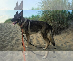 Duke 7431 - Male German Shepherd Dog Dog for Adoption - Photo #8