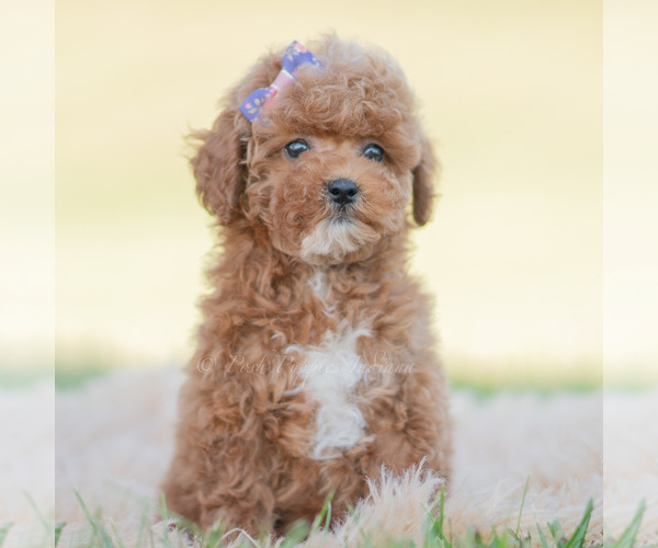 Medium Photo #2 Poodle (Miniature) Puppy For Sale in WARSAW, IN, USA