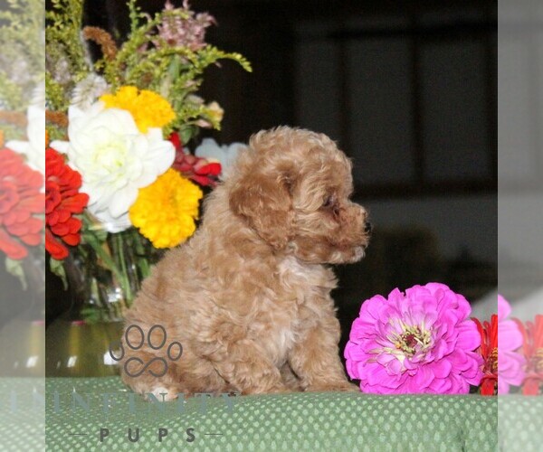 Medium Photo #3 Poodle (Toy) Puppy For Sale in NORTH EAST, MD, USA