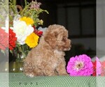 Floyd - Male Poodle (Toy) Puppy for Sale - Photo #3