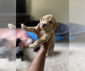 Goldendoodle Puppy for sale in SLIDELL, LA, USA