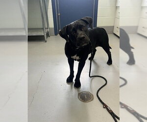 American Pit Bull Terrier Dogs for adoption in Corpus Christi, TX, USA