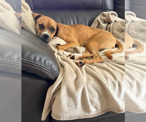 Medium Photo #3 Boxer-Unknown Mix Puppy For Sale in Germantown, OH, USA