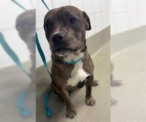 Mutt Dogs for adoption in San Martin, CA, USA