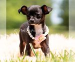 Small #2 Chihuahua