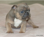 Small #3 French Bulldog