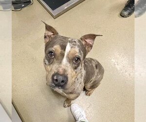 Mutt Dogs for adoption in Easton, MD, USA