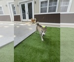 Small #5 Pomsky