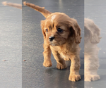Small Photo #2 Cavalier King Charles Spaniel Puppy For Sale in COULEE DAM, WA, USA