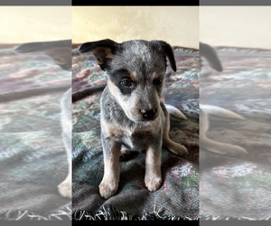 Australian Cattle Dog Puppy for sale in MAUMEE, OH, USA