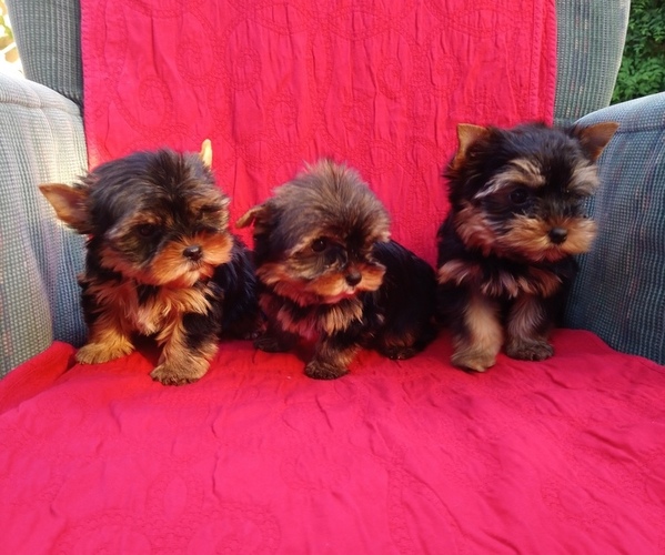 Medium Photo #1 Yorkshire Terrier Puppy For Sale in SIMI VALLEY, CA, USA