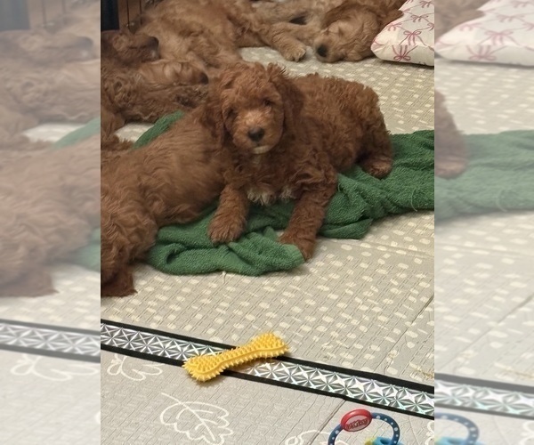 Medium Photo #10 Goldendoodle mix (+ Poodle Standard) Puppy For Sale in CLEVELAND, OH, USA