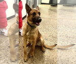 Small #1 German Shepherd Dog Mix