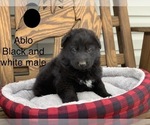 Puppy 2 German Shepherd Dog