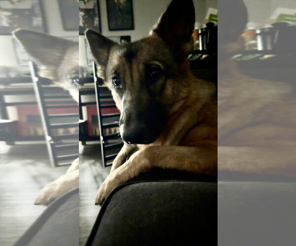 Medium Photo #3 German Shepherd Dog Puppy For Sale in Eustis, FL, USA