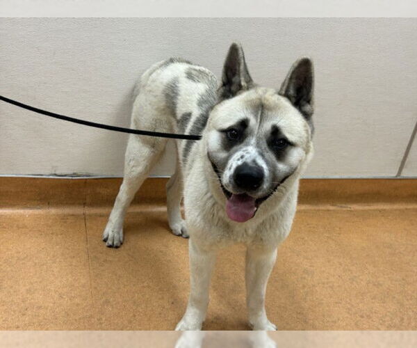 Medium Photo #1 Akita Puppy For Sale in Martinez, CA, USA