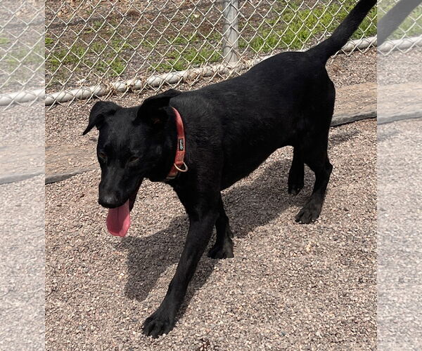 Medium Photo #2 Labrador Retriever-Unknown Mix Puppy For Sale in Webster, WI, USA